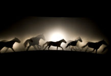 “Time of the untamed”: il re dei cavalli Bartabas racconta la sua leggenda