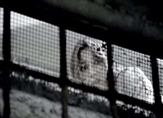 “Il prigioniero”: un cortometraggio brillante di Federico Olivetti