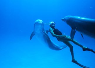 “L’uomo delfino”: la vita avventurosa e subacquea di Jacques Mayol