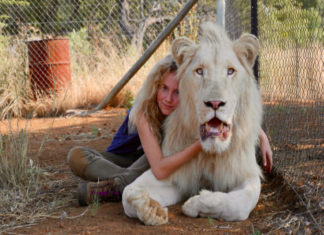 “Mia e il leone bianco”: una grande storia d’amicizia e di coraggio
