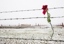 Giornata della Memoria: 10 citazioni d’autore per riflettere e ricordare