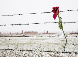 Giornata della Memoria: 10 citazioni d’autore per riflettere e ricordare