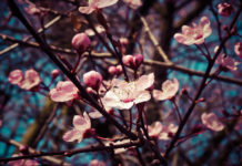 21 marzo: 10 frasi d’autore per celebrare l’arrivo della primavera