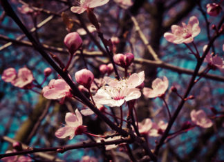 21 marzo: 10 frasi d’autore per celebrare l’arrivo della primavera