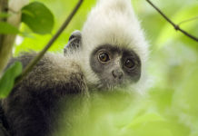 “Earth – Un giorno straordinario”: la natura come non l’avete mai vista