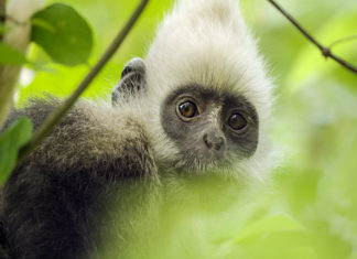 “Earth – Un giorno straordinario”: la natura come non l’avete mai vista