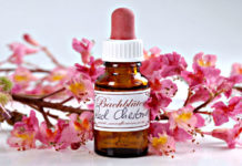 38 preparati per riequilibrare mente e corpo: scopriamo i fiori di Bach