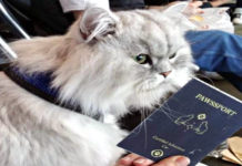 Gandalf: il gatto viaggiatore che fa impazzire il web a suon di foto