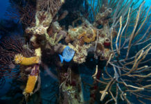 “Le meraviglie del mare”: inno a un mondo da amare e proteggere