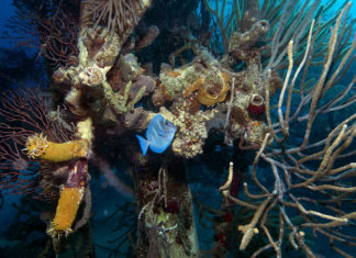 “Le meraviglie del mare”: inno a un mondo da amare e proteggere