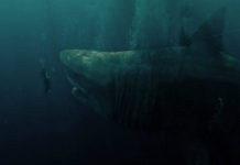 “Shark – Il primo squalo”: un film estivo, che diverte senza colpire