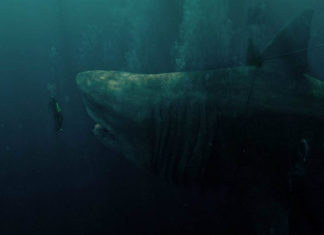 “Shark – Il primo squalo”: un film estivo, che diverte senza colpire