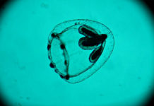 Biennale di Venezia | Lettera aperta al direttore artistico Alberto Barbera