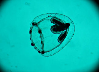 Biennale di Venezia | Lettera aperta al direttore artistico Alberto Barbera