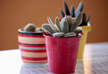 “La felicità del cactus”: quando sono gli altri a cambiarci la vita