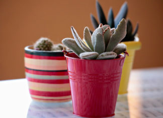 “La felicità del cactus”: quando sono gli altri a cambiarci la vita