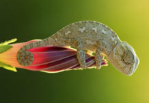 Una blogger “Amica degli animali”