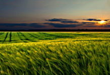 Intervista all’autrice Tiziana Iaccarino