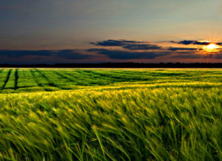 Intervista all’autrice Tiziana Iaccarino