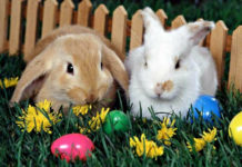 Libri per le feste: 10 storie che coinvolgono un coniglio