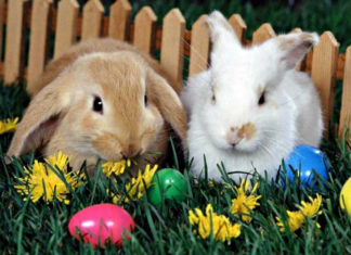 Libri per le feste: 10 storie che coinvolgono un coniglio