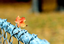 Tutto quell’amore disperso, Luca Raimondi