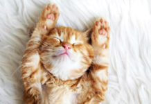 Kitten Fur: arriva il profumo che odora di… gatto