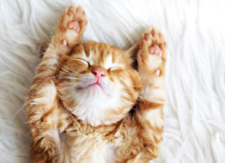 Kitten Fur: arriva il profumo che odora di… gatto