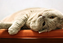 7 segnali per capire se il gatto di casa ci vuole bene oppure no