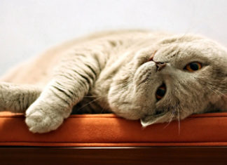 7 segnali per capire se il gatto di casa ci vuole bene oppure no