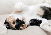 Gatti mon amour: le ricorrenze del 2017 per festeggiare i felini