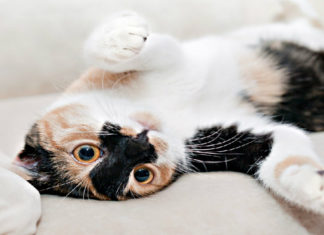 Gatti mon amour: le ricorrenze del 2017 per festeggiare i felini