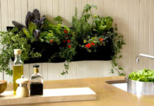 Giardini verticali: quando le pareti di casa sono da pollice verde