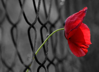 Intervista a Vittorio De Agrò, autore di “Essere Melvin”