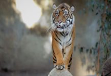 “Tiger King”: una seconda stagione meno folle e più compassata