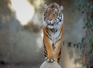 “Tiger King”: una seconda stagione meno folle e più compassata