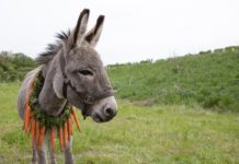“EO”: il punto di vista di un asino per raccontare la bruttezza dell’uomo