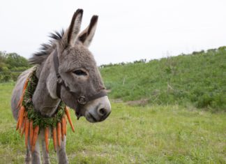 “EO”: il punto di vista di un asino per raccontare la bruttezza dell’uomo