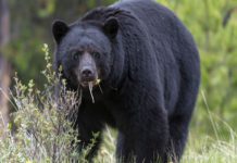 “Cocainorso”: grandi ambizioni, esiti modesti per il thriller della Banks