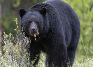 “Cocainorso”: grandi ambizioni, esiti modesti per il thriller della Banks